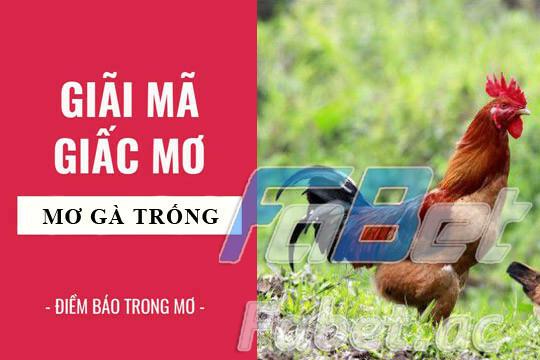 Ngủ mơ thấy gà mái/trống