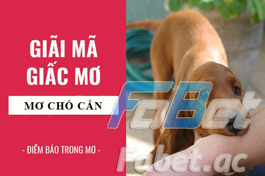 Điềm báo nằm mơ thấy bị chó cắn là tốt hay xấu?