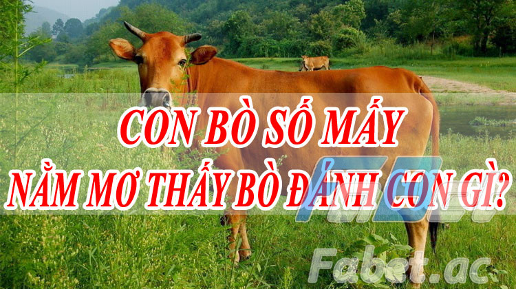 Nằm mơ thấy bò đánh số nào trúng lớn?